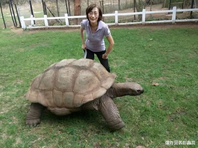 |乌龟很少运动却最长寿，人是不是也应该少运动？科学研究告诉你