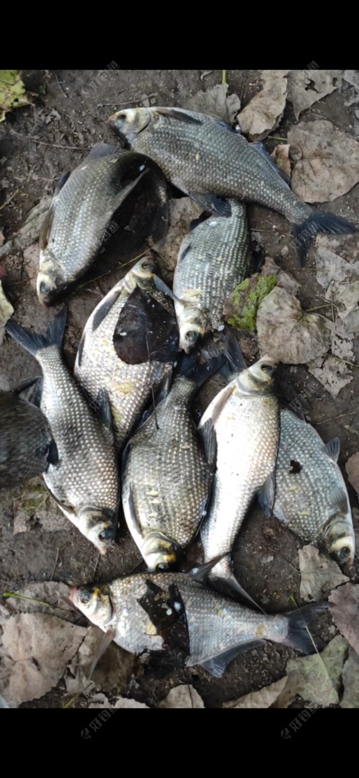 玉米|「垂钓纪实」 爆杆报仇之跑鱼连连……