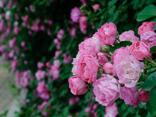 『运势』6月15日起运势飙升，4属相事事顺利，发展机遇颇多，财源滚滚