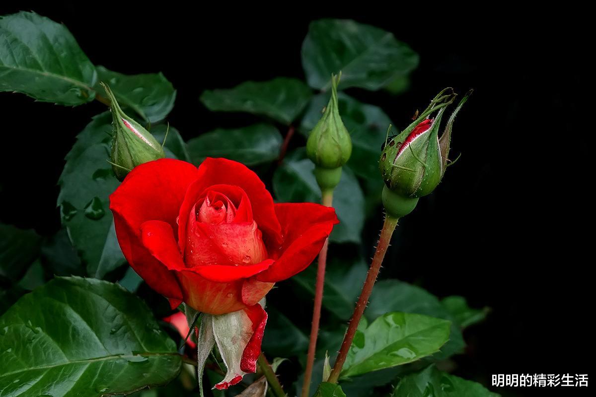 「生肖」最近七天财富大丰收，生活顺遂不愁钱的3生肖，前景光明
