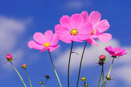 「最后一周」4月最后一周，鸿运当头，财情双得的3个星座