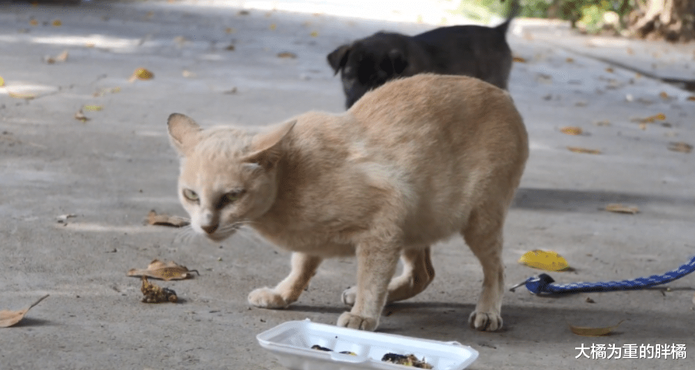 老橘猫疲惫地趴在桌上，食物被小狗吃了大半，它却心有余而力不足