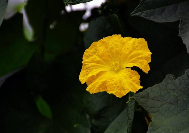 [属兔]4月喜鹊送大喜，大财连连，运势攀升机遇多的四属相