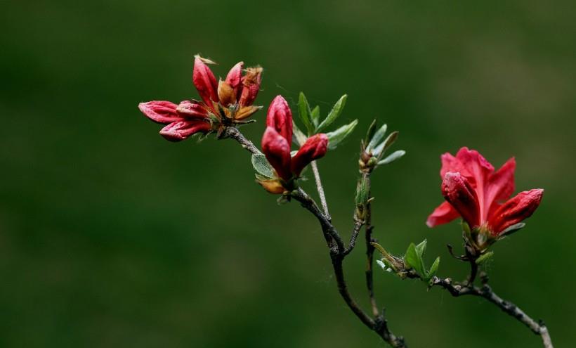 旧爱|10月之后，喜鹊送良缘，桃花藏爱意，感情终于看到希望的四大星座