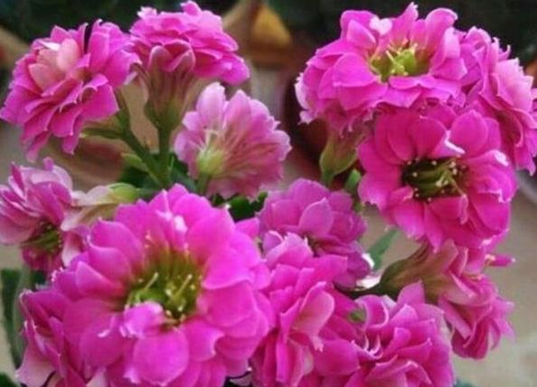 旧爱|未来几周，繁华落尽，唯情而已，3星座选择旧爱，与旧爱长久生活