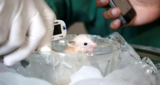 科学家■为了永生，科学家私自注射350万年前的细菌，他成功了吗？