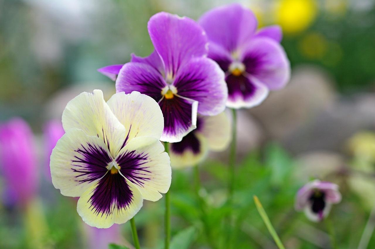 生肖|9月初,缘分与桃花接连不断,把握美好幸福的四大生肖