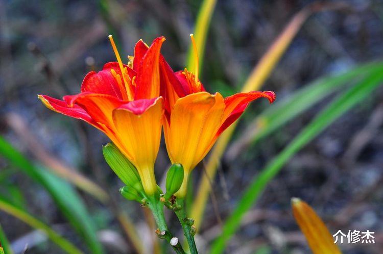 白羊座|9月初，喜迎真爱，喜鹊叫喜，红鸾星动报福运，佳缘天成的4大生肖
