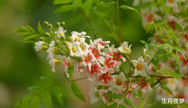 生肖▲4月底，旧情人痛改前非，回头是岸，3生肖满心欣喜，再次重燃情火