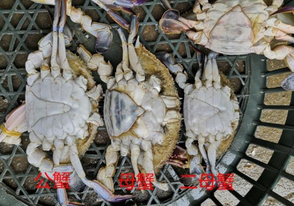 梭子蟹|买梭子蟹别只挑母蟹了，“二母蟹”更加肥美，遇到千万别错过！