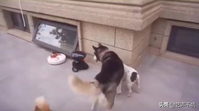 豪华狗窝：中式泳池豪宅、田园风情别墅、三层跳台别墅，想住