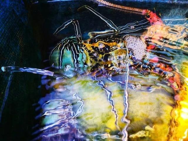 「海岛」只接待中国公民的海岛,30000平方公里的海域,完胜马尔代夫