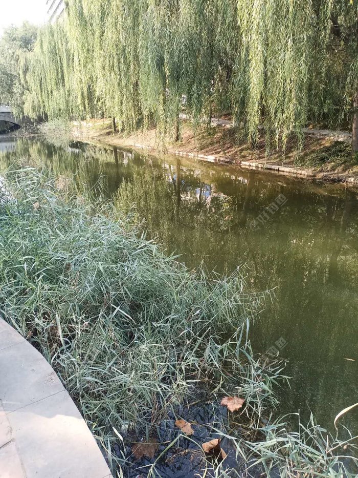婺城|周末回老家再战小河沟，收获鲫鱼一桶
