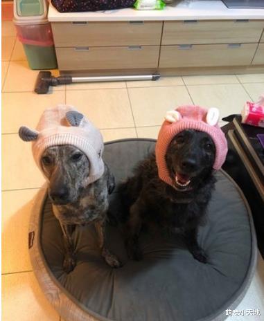 流浪险被打死，同胎米克斯开惊喜包，网友笑：确定是兄弟？