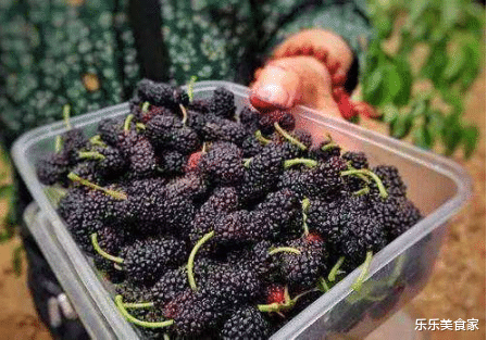 桑葚■你还在买桑葚吃吗？我也是今天才知道，看后麻烦转告家人和朋友