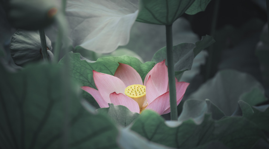 金牛座|熬过大难，12月赚钱有门路，3属相事业节节高升，事业节节高升