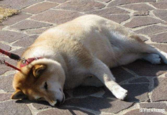 你适合养柴犬吗？如果这5点都不能忍，劝你放弃