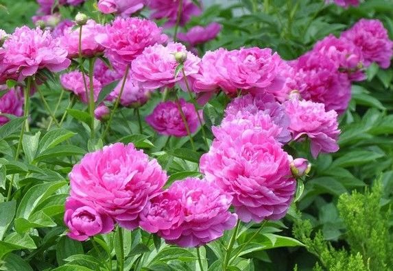 天蝎座|9月下旬，4属相吉星伴身，桃花盛开，贵人相助，福气满满