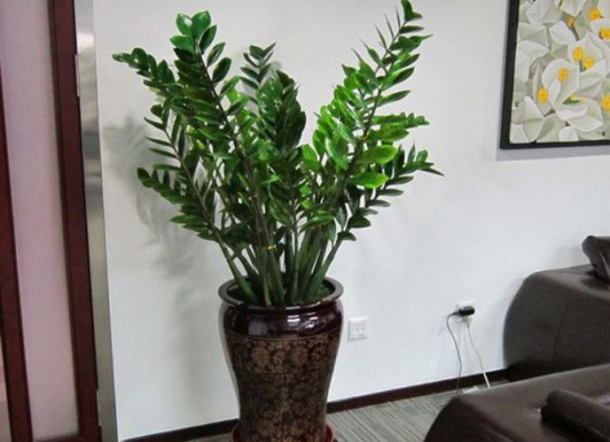 「」客厅万万不要乱摆这种花,聪明人都避开,有钱人也会住成穷光蛋!