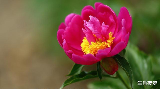 「双子座」5月，旧情人萌动，心有归属，3生肖如愿复合，再爱一次，不离不弃