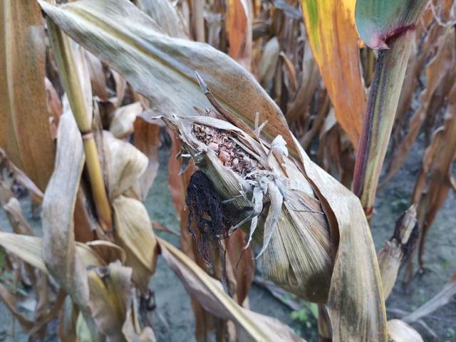 半岛新闻客户端|青岛平度市田庄镇西南寨村遭遇内涝，百亩玉米“泡汤”，天灾还是人祸 ？