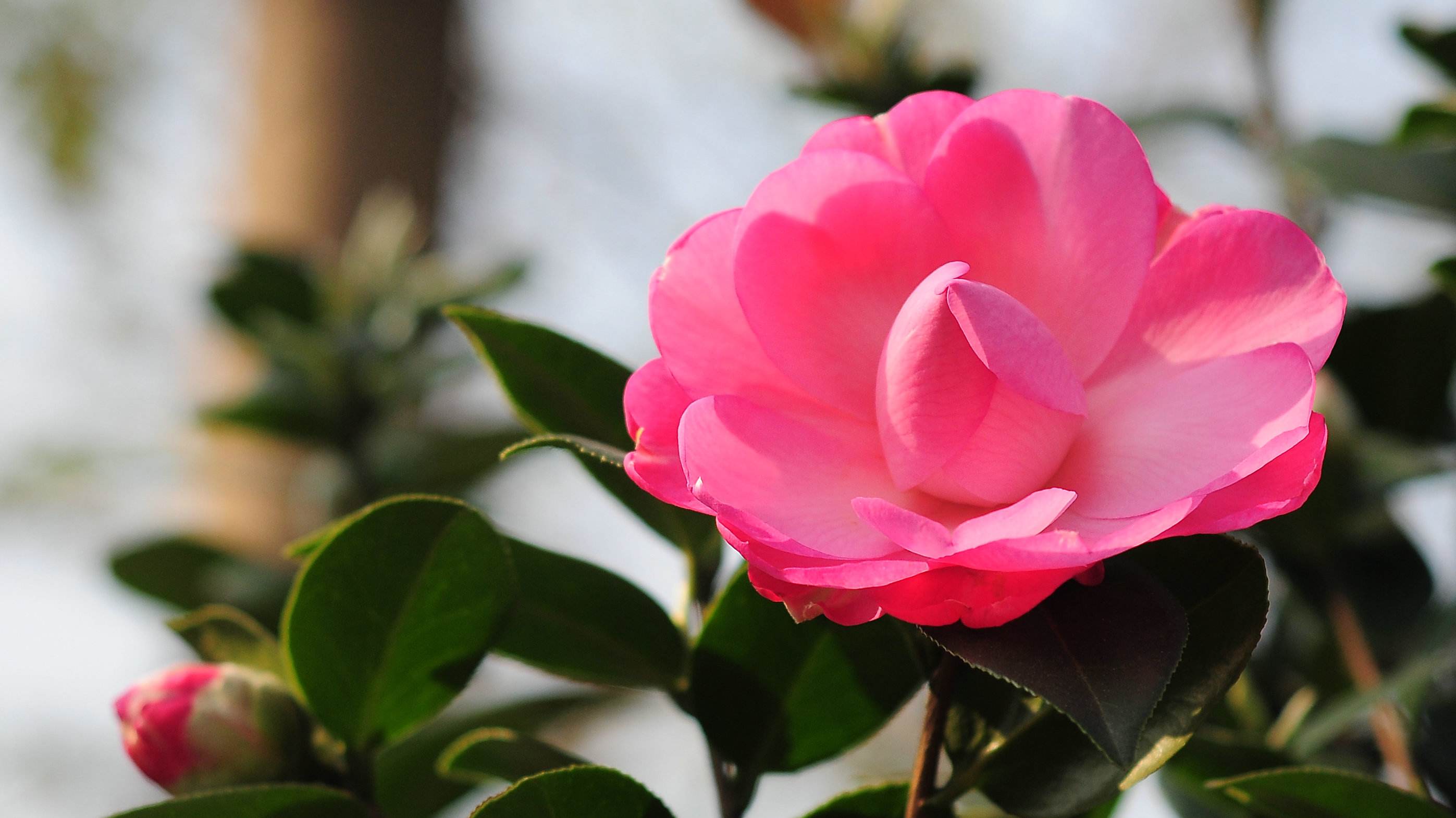 生肖|10月下旬，月老助力，缘分与桃花齐开放，收获满满真爱的四大生肖