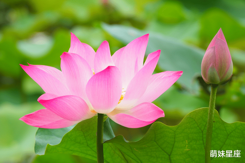 生肖|11月中旬五福临门4生肖爱情甜蜜，事业红火，喜事一波接一波！