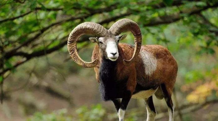 「」世界最“憋屈”动物，没人能杀死它们，它们却总是用角“自杀”