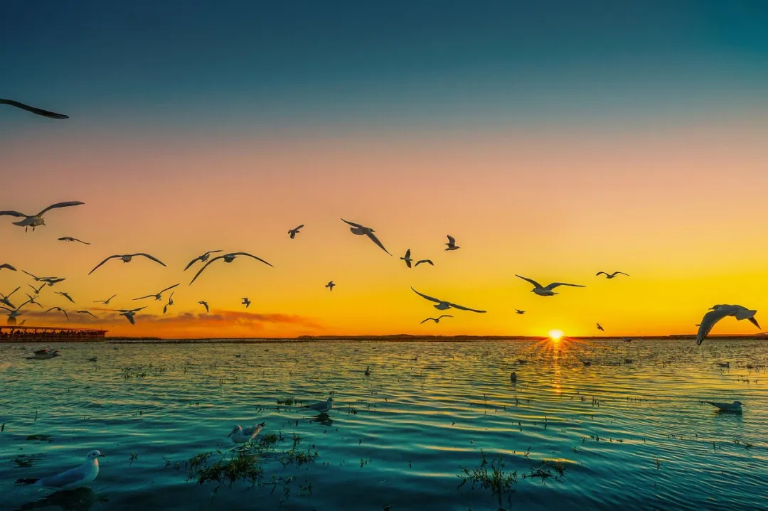 额济纳|忽然,想去额济纳了