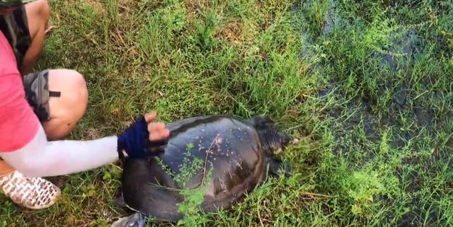 海南|水深不到一米的河里，竟有30斤“巨鳖”栖息？钓鱼人发现后钓起