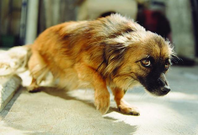 狗狗总是惊慌的样子？作为主人，你了解导致狗狗恐惧的原因吗