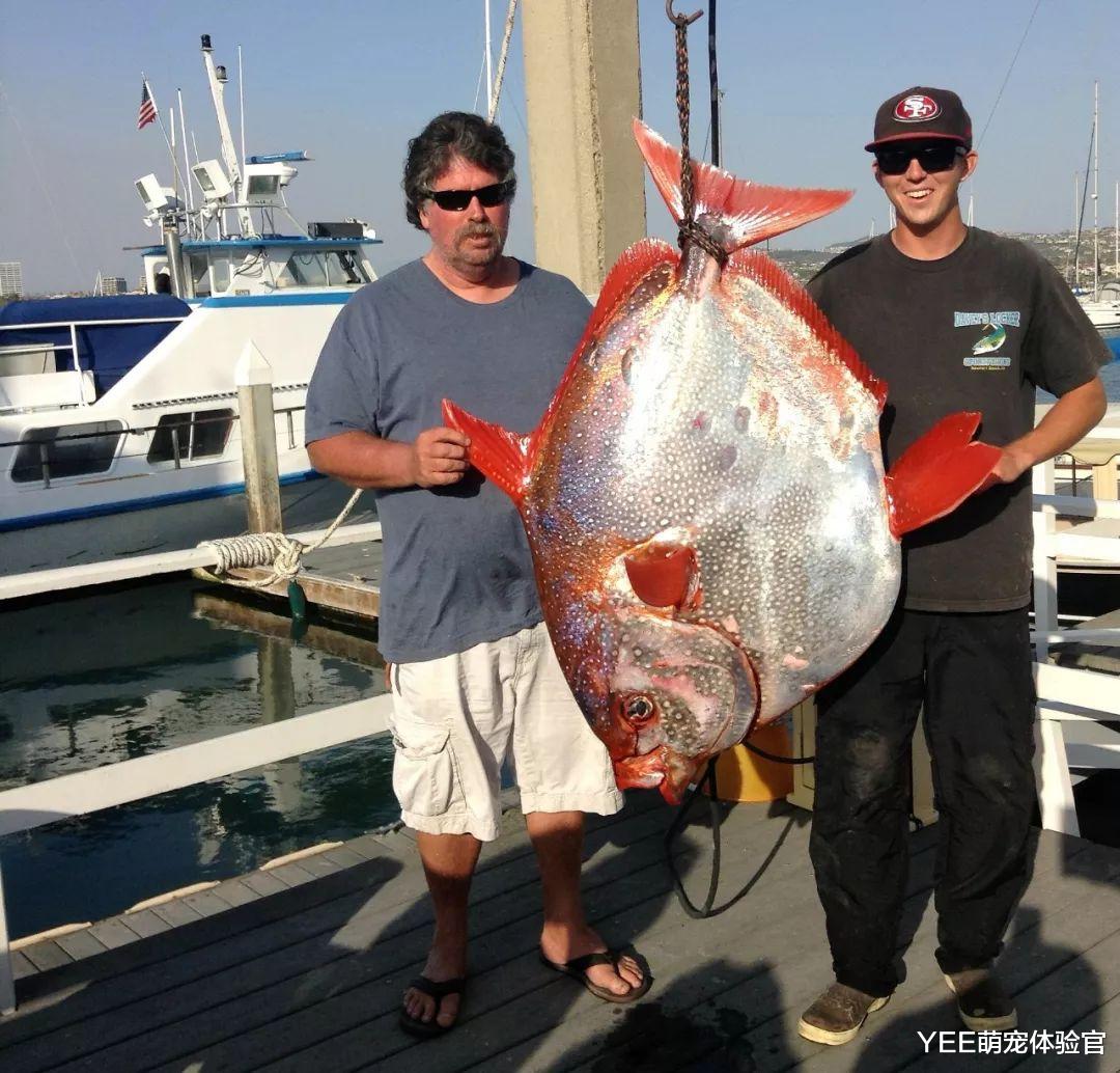 首个被证实的温血鱼，自带加热棒效果，这技能没谁了