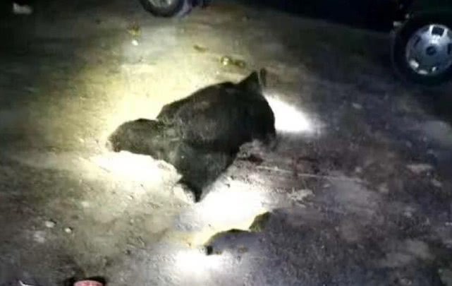 「青海」母子遭熊袭击，7岁儿子目睹妈妈被熊叼走，2人施救途中遇袭身亡