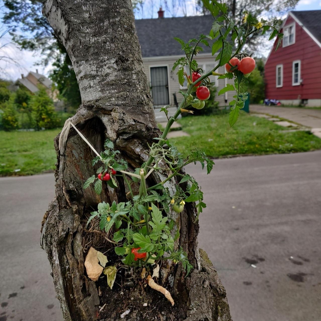 番茄|看到这些“放飞自我”的食物，好想给它点个赞！