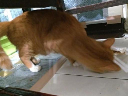 回家发现冰箱被打开，猫还在桌子下啃着大鸡腿，旁边散着小鱼干