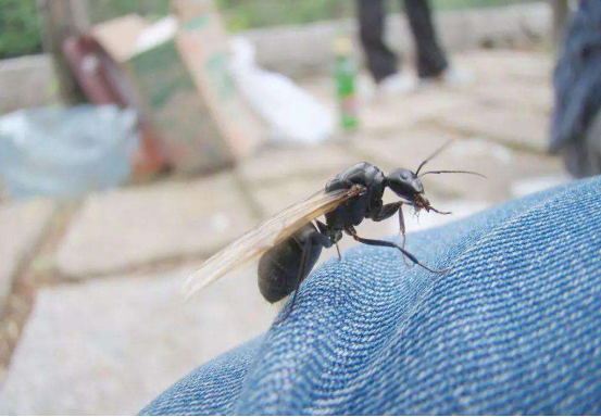 白蚁|太空卫星拍下英国天空的奇景:这简直是“反人类”操作