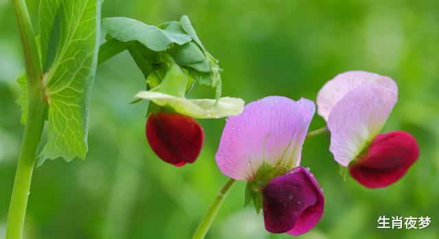 「双子座」5月，旧情人萌动，心有归属，3生肖如愿复合，再爱一次，不离不弃