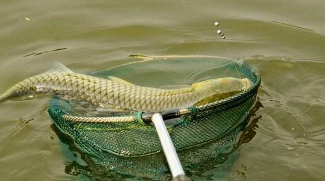 |钓到鱼怎么抄，抄鱼方法我来教---皇禾渔具