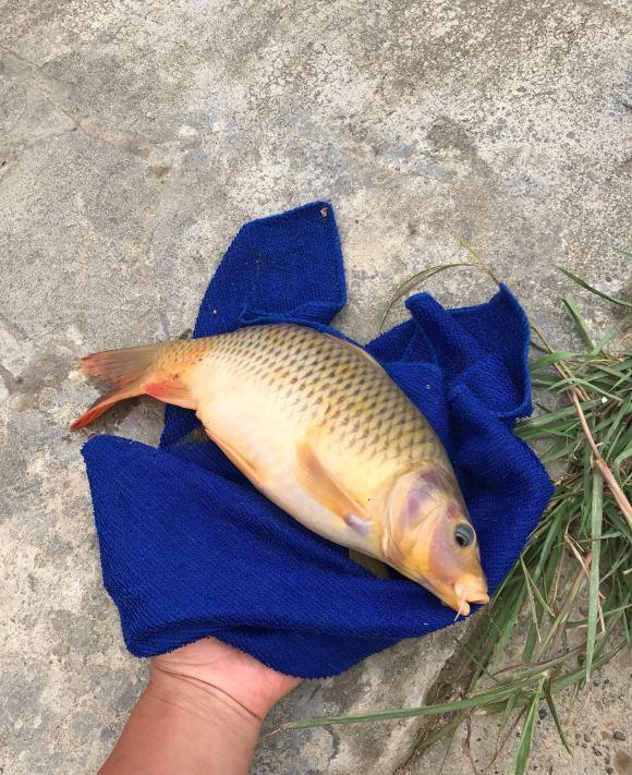 柳江|有这么多鱼钓？几百钓鱼人聚集广西柳江边，一人钓二三十斤