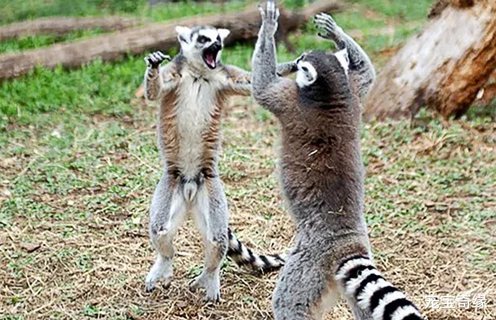 老虎|可爱的动物们也有一些不为人知的“黑”事实，你想不到哦（一）