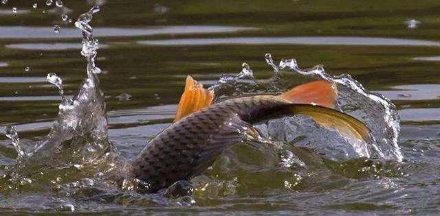 |假如全国禁钓，钓鱼人该何去何从？要如何钓鱼？