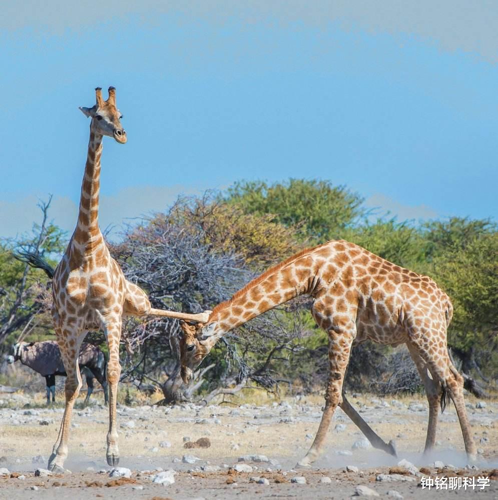@长颈鹿：交配时间最短的动物