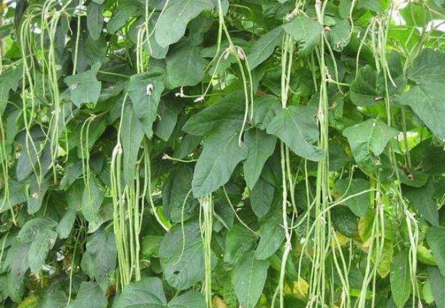 口臭|天热，吃肉不如吃这“碱性蔬菜”，补虚益气，口臭消失，皮肤嫩白