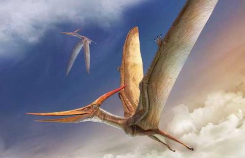 恐龙|为什么天上很少有比人体型更大的生物？