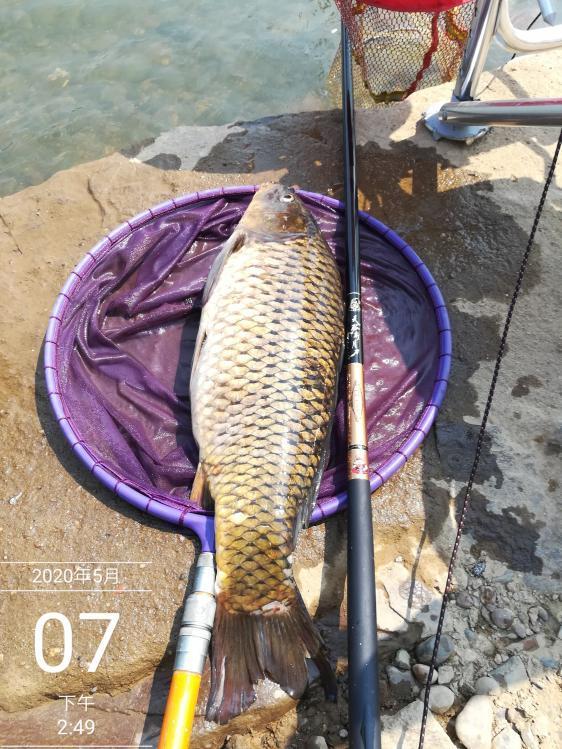 【空军】本汀鱼竿怎么样？超高性价比，一竿在手，淡水水域横着走！