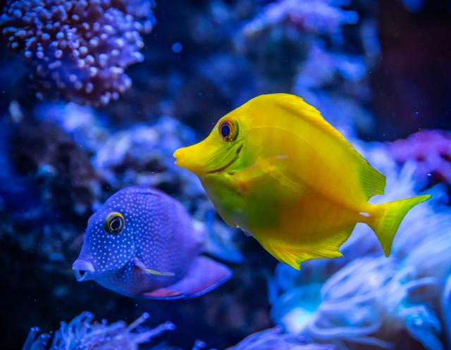 宋朝|宋朝皇家钓鱼比赛，有人竟把鱼饵吃光了，这事可能吗？