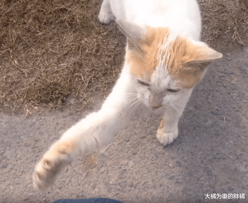 三花猫一直受男子接济，后来的橘猫竟半路拦截男子，却有幸被收养