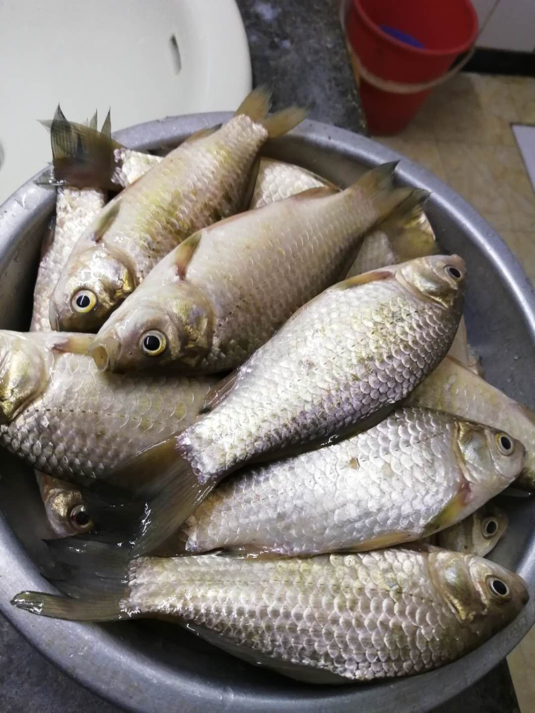 骨灰级|钓鱼：选择钓位是关键啊！看看我的鱼获吧！