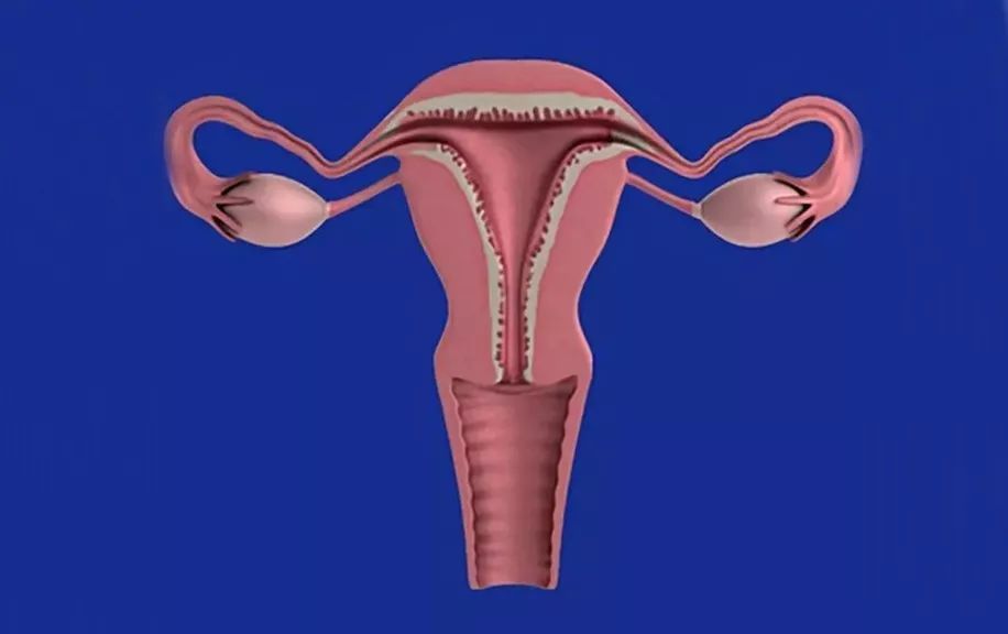 「肝癌」6物与子宫肌瘤的“相克”,女人可劲吃,活血消瘤,子宫感谢你