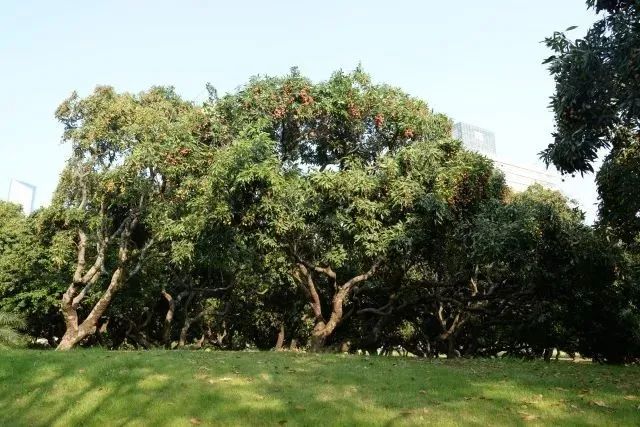 【厦门大学】聊聊心中国内最美的十所大学